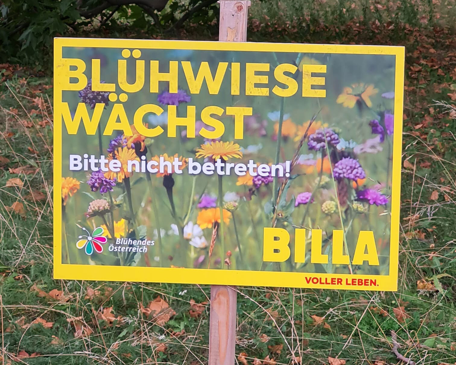 BILLA Blumenwiese