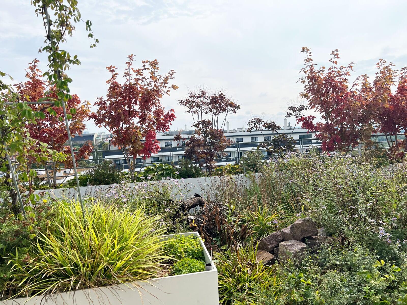 Biotope City Dachterrasse
