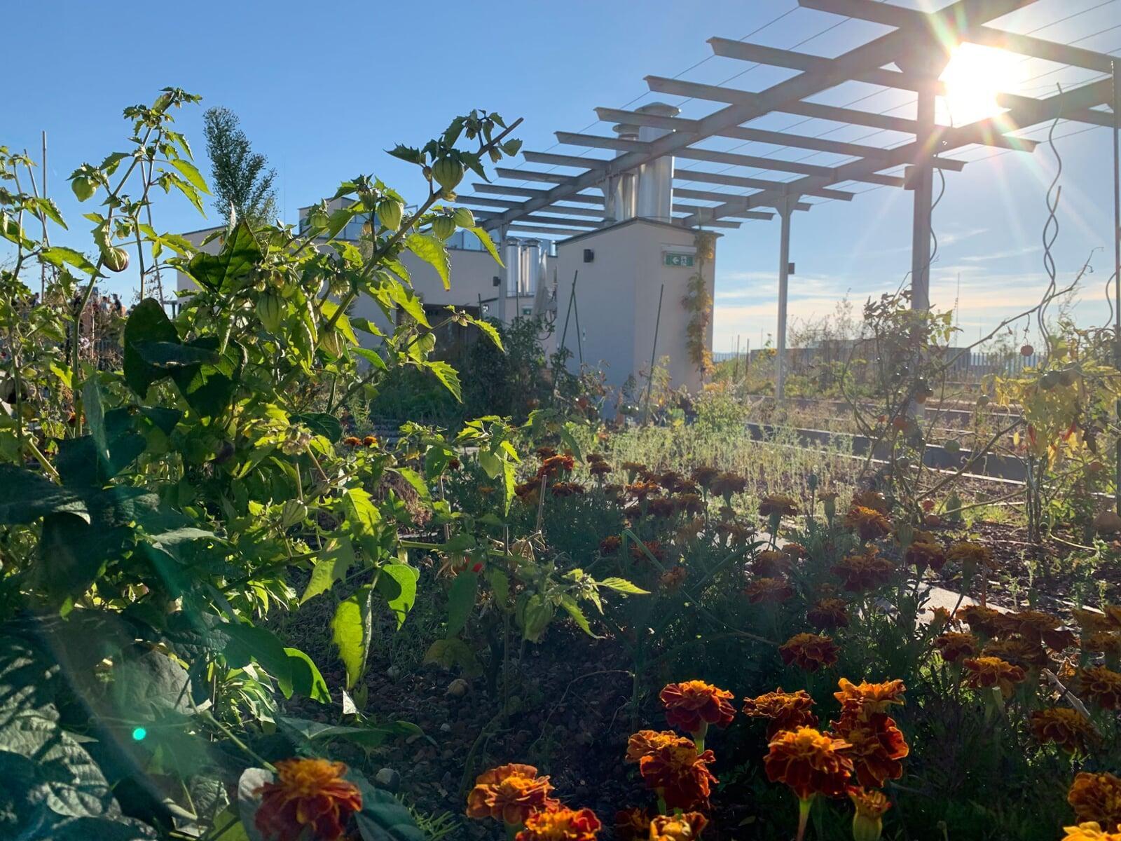 Biotope City Urban Gardening