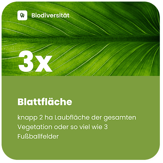 Blattflaeche