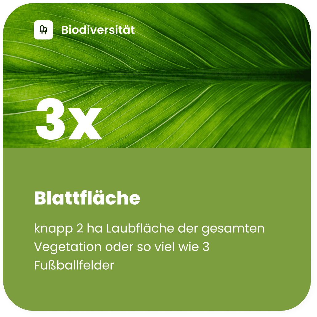 Blattflaeche